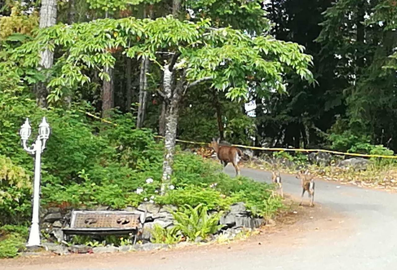 تشيماينوس Vancouver Island Castle Cove Inn المظهر الخارجي الصورة